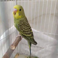 جوجه مرغ عشق