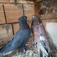 کبوتر پرشی|پرنده|کاشان, شهرک امیرالمومنین|دیوار