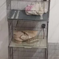 قفسه قناری|لوازم جانبی حیوانات|رباطکریم, شترخوار|دیوار