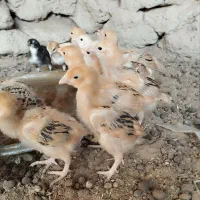 18عددجوجه محلی1ماهه یکجا