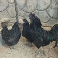 مرغ و خروس ایام سمانی