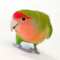 طوطی برزیلی گم شده