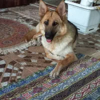 ژرمن ورک ماده