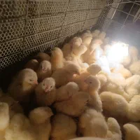 فروش جوجه مرغ گوشتی راس308|حیوانات مزرعه|رفسنجان, |دیوار