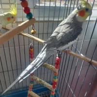 فروش ۲ عدد عروس هلندی نر