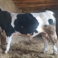 فروش سه راس گوساله نر سیمینتال اصل جنس پرواربندی|حیوانات مزرعه|سیوان, |دیوار