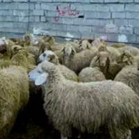گوسفند صدرصد ارگانیک در مکان تمیز و تخفیف ۲۰ درصدی|حیوانات مزرعه|مشهد, آبکوه|دیوار