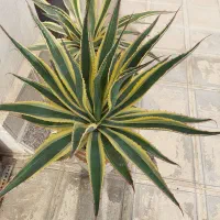 گل بسیار زیبای کاکتوس