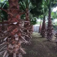 فروش درخت پالم|گل و گیاه طبیعی|بابکان, |دیوار