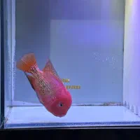 فلاور سوپر رد|ماهی|تهران, دردشت|دیوار