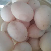 تخم اردکی|حیوانات مزرعه|لاهیجان, طالقانی|دیوار