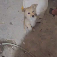 توله پاکوتاه