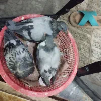 ۳ عدد جوجه کبوتر سرلاکی برا دستی کردن ویکی دونخور|پرنده|اصفهان, عاشق‌آباد|دیوار
