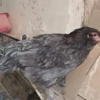 مرغ‌گلین‌تخمگذار‌و‌خروس‌گلین|حیوانات مزرعه|قم, شاه ابراهیم|دیوار