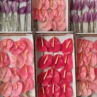 گل عمده (شاخه ای)|گل و گیاه طبیعی|ری, بازار گل خاوران|دیوار