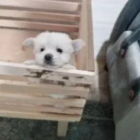 سگ سایز ریز و خوشکل