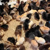 جوجه|پرنده|شیراز, قلعه نو|دیوار