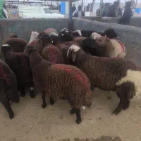 بره نر پای پروار