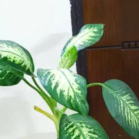 دو عدد گل گلدون بزرگ|گل و گیاه طبیعی|مشهد, آزادشهر|دیوار