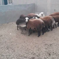 بره نژاد همو چند قلو زا