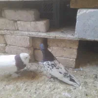 کبوتر|پرنده|شیراز, شهرک مهرگان|دیوار