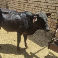 گوساله نر  محلی|حیوانات مزرعه|شیراز, حومه شیراز|دیوار