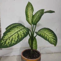 گل دیفن باگلدان|گل و گیاه طبیعی|چناران, |دیوار