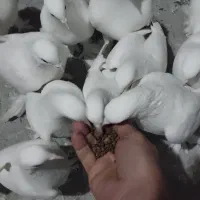 کفتر لوطی نر.ماده