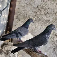 شیخ|پرنده|چمران, |دیوار