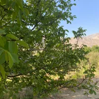 ۱۰۰۰متر باغ ویلا اعیانی با کنتور شخصی و آب فراوان|فروش خانه و ویلا|آبسرد, |دیوار