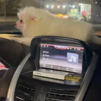 سگ پامرانین