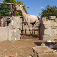 سیلمی اسب تروبرد