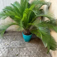 فروش گل