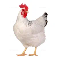 خروس آلیرام