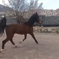 کره سلطان یاغی س بامدرک