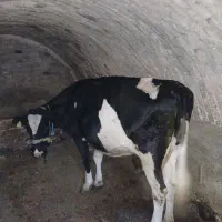 گاوگوساله ماده هلشتاین