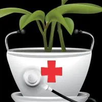 بازدید از گل و گیاه در فروشگاه ها