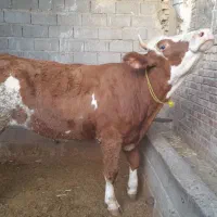 گوساله سیمینتال