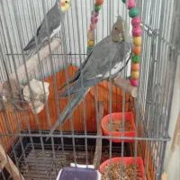 عروس هلندی مولد|پرنده|پاکدشت, پاکدشت (مامازند)|دیوار