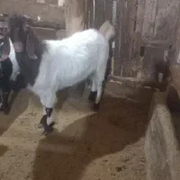 بزغاله نر پاکستانی