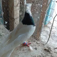 ،،کفترطوقی