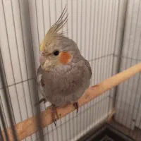 عروس هلندی کاملآ دستی