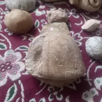 فسیل|کلکسیون اشیاء عتیقه|جیرفت, |دیوار