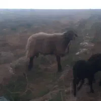حیوانات مزرعه