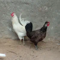 خروس سفید ریشی و مرغ ۱۲۰۰|حیوانات مزرعه|کاکی, |دیوار