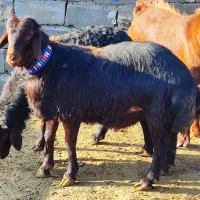 فروش قوچ قزل افشار  هترو نر بز آمریکایی ژن برتر