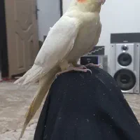 عروس هلندی لوتینو ماده کینگ سایز بالغ مست