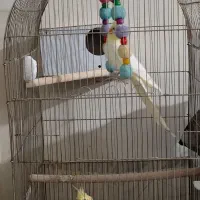 عروس هلندی|پرنده|گرمدره, |دیوار