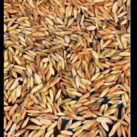 فروش چلتوک خشک آماده برنج کوبی ۸تن درجه ۱