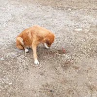سگ نگهبان با توله